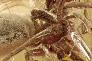 Huge Great SPIDER Araneae Fossil Inclusion Genuine BALTIC AMBER 3260