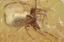 Huge Great SPIDER Araneae Fossil Inclusion Genuine BALTIC AMBER 3260
