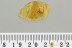 Huge Great SPIDER Araneae Fossil Inclusion Genuine BALTIC AMBER 3260