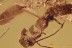 ACTION Rare MOLTING Dermaptera EARWIG Exuvia Fossil BALTIC AMBER 3259