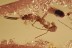 ACTION Rare MOLTING Dermaptera EARWIG Exuvia Fossil BALTIC AMBER 3259