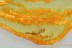 ACTION Rare MOLTING Dermaptera EARWIG Exuvia Fossil BALTIC AMBER 3259