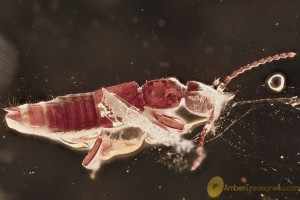Superb COLORFUL Rove Beetle Fossil Genuine BALTIC AMBER 3258