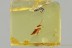 Superb COLORFUL Rove Beetle Fossil Genuine BALTIC AMBER 3258
