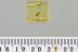 Superb COLORFUL Rove Beetle Fossil Genuine BALTIC AMBER 3258