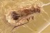RARE Great Example PARASITISM Dryinidae & Homoptera BALTIC AMBER 3264