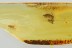 RARE Great Example PARASITISM Dryinidae & Homoptera BALTIC AMBER 3264
