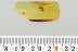 RARE Great Example PARASITISM Dryinidae & Homoptera BALTIC AMBER 3264