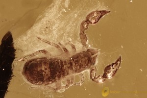 PSEUDOSCORPION Withiidae Fossil Inclusion Genuine BALTIC AMBER 3257