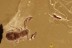 PSEUDOSCORPION Withiidae Fossil Inclusion Genuine BALTIC AMBER 3257