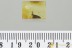 PSEUDOSCORPION Withiidae Fossil Inclusion Genuine BALTIC AMBER 3257