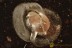 Very Rare GASTROPODA Fossil SNAIL SHELL Inclusion BALTIC AMBER 3263