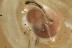 Very Rare GASTROPODA Fossil SNAIL SHELL Inclusion BALTIC AMBER 3263