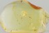 Very Rare GASTROPODA Fossil SNAIL SHELL Inclusion BALTIC AMBER 3263