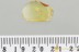 Very Rare GASTROPODA Fossil SNAIL SHELL Inclusion BALTIC AMBER 3263