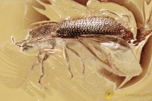 SYNCHITA Zopheridae IRONCLAD BEETLE Fossil Genuine BALTIC AMBER 3265