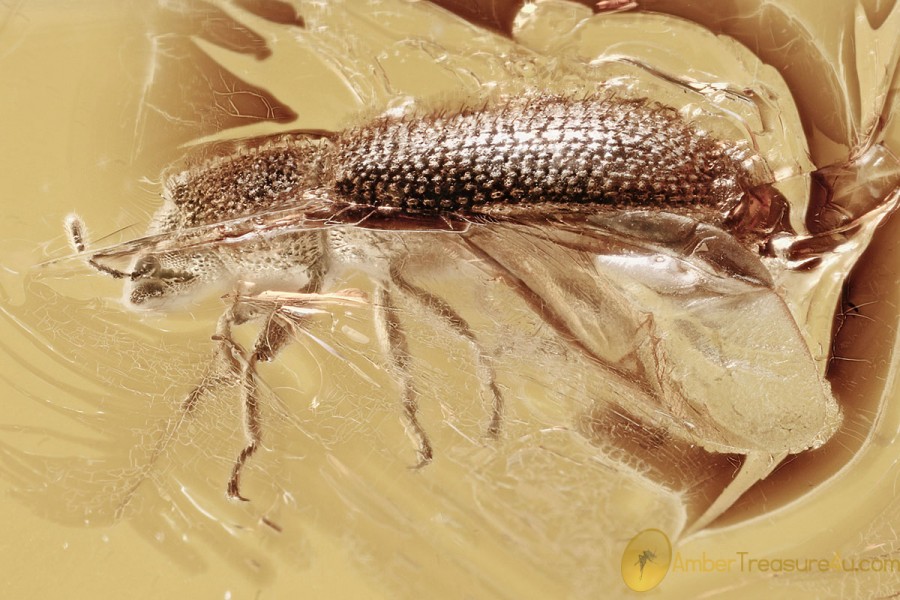 SYNCHITA Zopheridae IRONCLAD BEETLE Fossil Genuine BALTIC AMBER 3265 SYNCHITA Zopheridae IRONCLAD BEETLE Fossil Genuine BALTIC AMBER 3265