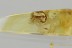 SYNCHITA Zopheridae IRONCLAD BEETLE Fossil Genuine BALTIC AMBER 3265