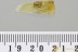SYNCHITA Zopheridae IRONCLAD BEETLE Fossil Genuine BALTIC AMBER 3265