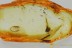 Great WEEVIL Snout Beetle CURCULIONIDAE Fossil BALTIC AMBER 3268