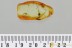 Great WEEVIL Snout Beetle CURCULIONIDAE Fossil BALTIC AMBER 3268