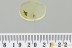 LADYBUG Lady Beetle COCCINELLIDAE Microweiseinae BALTIC AMBER 3266