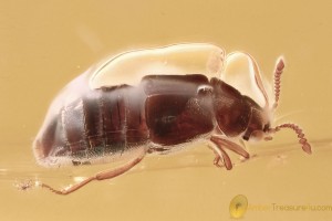 Great Colorful ROVE BEETLE Staphylinidae Fossil BALTIC AMBER 3267