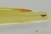 Great Colorful ROVE BEETLE Staphylinidae Fossil BALTIC AMBER 3267