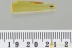 Great Colorful ROVE BEETLE Staphylinidae Fossil BALTIC AMBER 3267