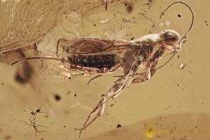 Huge Rare MEGALYRID WASP Megalyridae + Fossil BALTIC AMBER 3.7g 3269