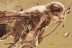 Huge Rare MEGALYRID WASP Megalyridae + Fossil BALTIC AMBER 3.7g 3269