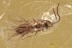 ULOBORIDAE Hackled Orb Weaver WASP Ceraphronidae BALTIC AMBER 3270