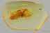 ULOBORIDAE Hackled Orb Weaver WASP Ceraphronidae BALTIC AMBER 3270