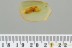 ULOBORIDAE Hackled Orb Weaver WASP Ceraphronidae BALTIC AMBER 3270