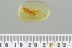 ULOBORIDAE Hackled Orb Weaver WASP Ceraphronidae BALTIC AMBER 3270