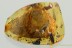 HUGE 20mm LEAF & FLEA BEETLE Galerucinae Fossil BALTIC AMBER 2.2g 3276