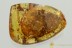 HUGE 20mm LEAF & FLEA BEETLE Galerucinae Fossil BALTIC AMBER 2.2g 3276