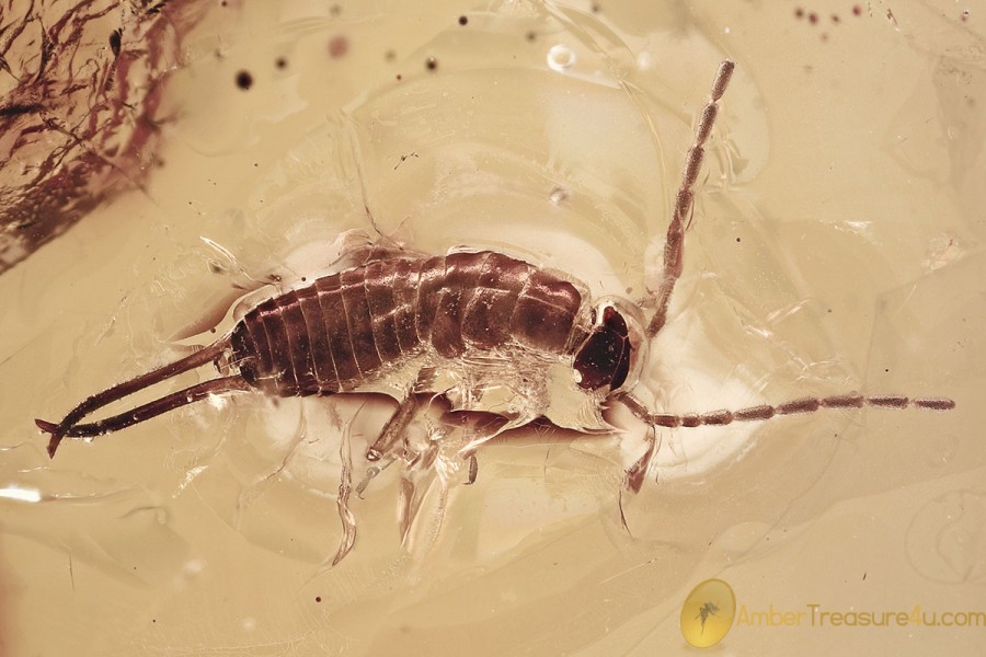 SUPERB Dermaptera EARWIG Fossil Inclusion Genuine BALTIC AMBER 3275