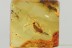 SUPERB Dermaptera EARWIG Fossil Inclusion Genuine BALTIC AMBER 3275