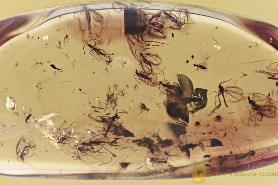 SWARM of 22 INSECTS Fossil Inclusion Genuine BALTIC AMBER 2.3g 3271