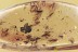 SWARM of 22 INSECTS Fossil Inclusion Genuine BALTIC AMBER 2.3g 3271