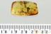 SWARM of 22 INSECTS Fossil Inclusion Genuine BALTIC AMBER 2.3g 3271