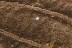 SUPERB Dillenia LEAF Plant Fossil Inclusion Genuine BALTIC AMBER 3274