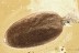 SUPERB Dillenia LEAF Plant Fossil Inclusion Genuine BALTIC AMBER 3274