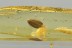 SUPERB Dillenia LEAF Plant Fossil Inclusion Genuine BALTIC AMBER 3274