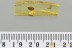 SUPERB Dillenia LEAF Plant Fossil Inclusion Genuine BALTIC AMBER 3274
