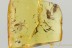 SPREAD WINGS Heteroptera TRUE BUG & GNAT Fossil BALTIC AMBER 3273