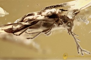 OMETHIDAE Rare FALSE SOLDIER BEETLE Electromethes BALTIC AMBER 3277