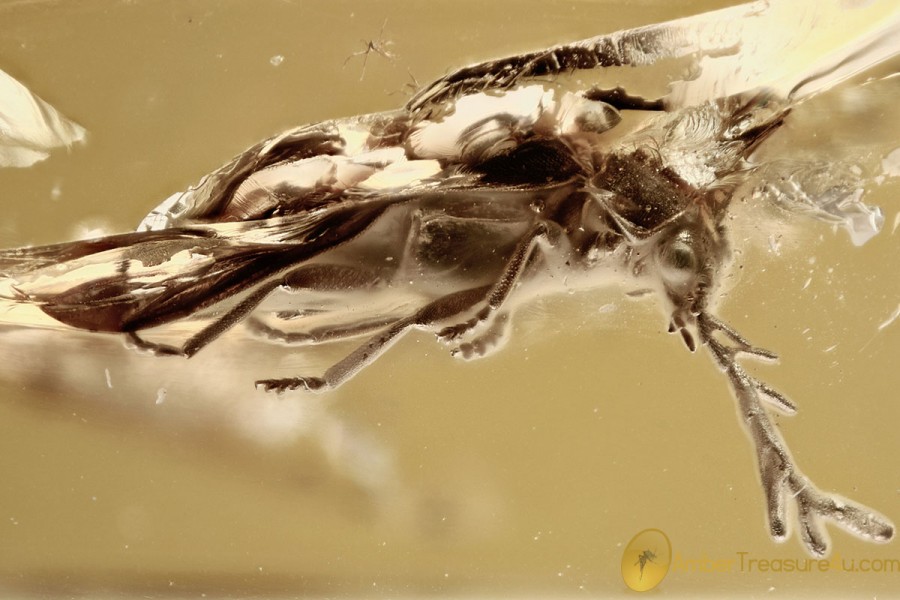 OMETHIDAE Rare FALSE SOLDIER BEETLE Electromethes BALTIC AMBER 3277