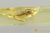 OMETHIDAE Rare FALSE SOLDIER BEETLE Electromethes BALTIC AMBER 3277